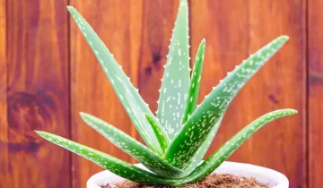 Aloe Vera – Vrijedna ljekovita biljka za pomoć kod opeklina